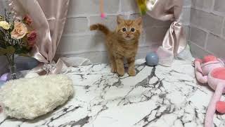 スコティッシュストレートの動画01