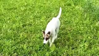 Baby Girl Is Being Raised By Six German Shepherds | The Dodos🔥GHDF