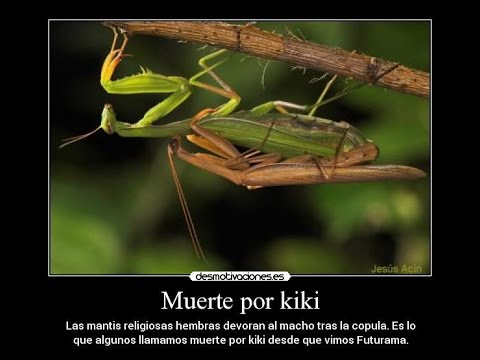 sexo violento entre insectos.. Mantis religiosa apareándose se come al macho. praying mantis sex