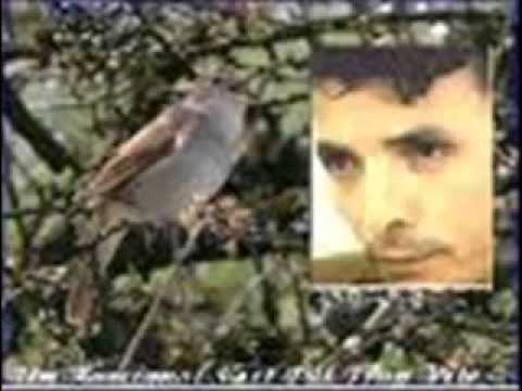 Dias-Rach--kamel messaoudi   win rayha     d kemini