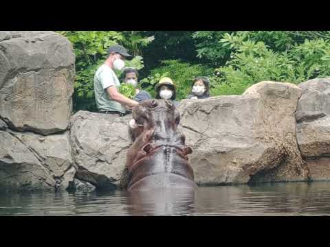 Hippo eating lettuce