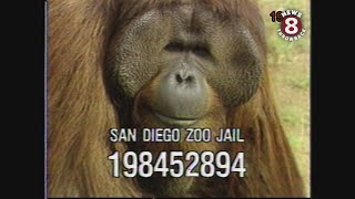 Ken Allen: San Diego Zoos legendary orangutan esca