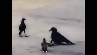 Mother bird fights crows to protect her baby