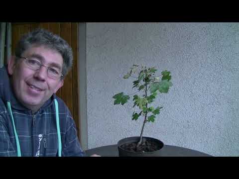 Der Ahorn 2022 (2022 - 58 )