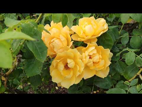 Visit London - Visits Regent's Park - Summer walk-through: What's to see?