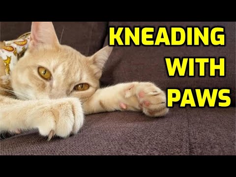Why Do Cats Open And Close Their Paws Repeatedly?