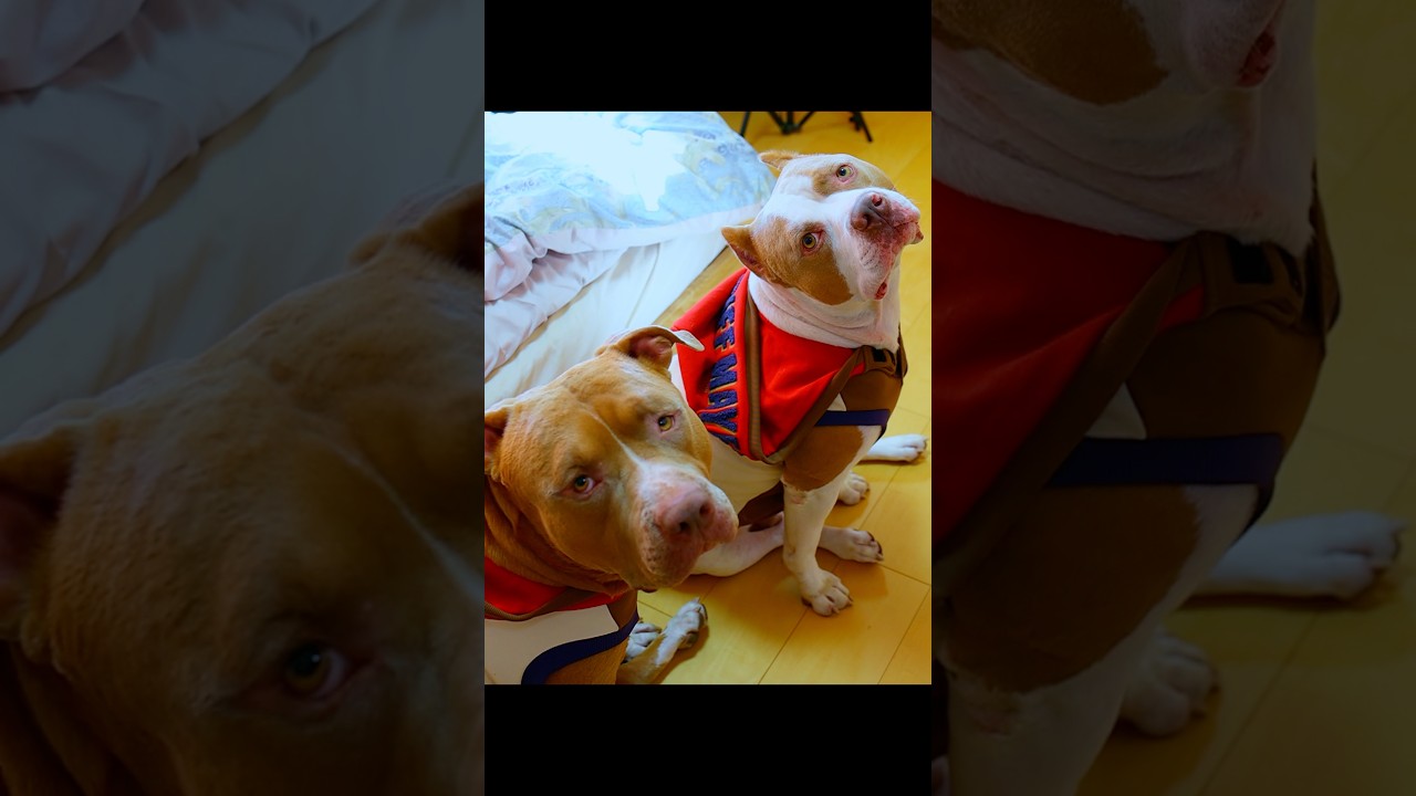 お出かけする事にしたロッキーたちは、、？【アメリカンピットブル】#shorts