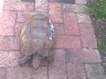 Harry The Zimbabwean Tortoise A Disgrace To The Slow Movement