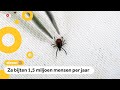 'Teken kunnen ook in de tuin zitten'