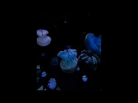 "Fernlicht" - Kool Savas | Type Beat | MoeNMQ