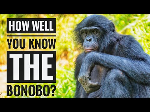 Bonobo || Description, Characteristics and Facts!