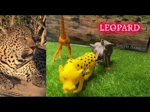 Can You Name These Wild Animals? 🐅🔥 | Fun Learning with Hey AzizA