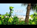 WHY with Lyrics | By Tiggy