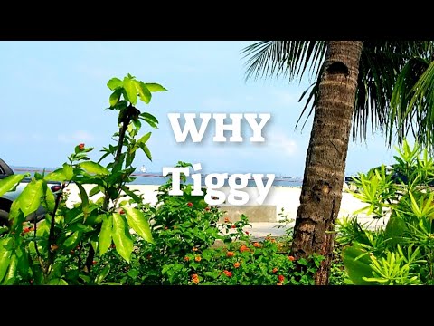 WHY with Lyrics | By Tiggy