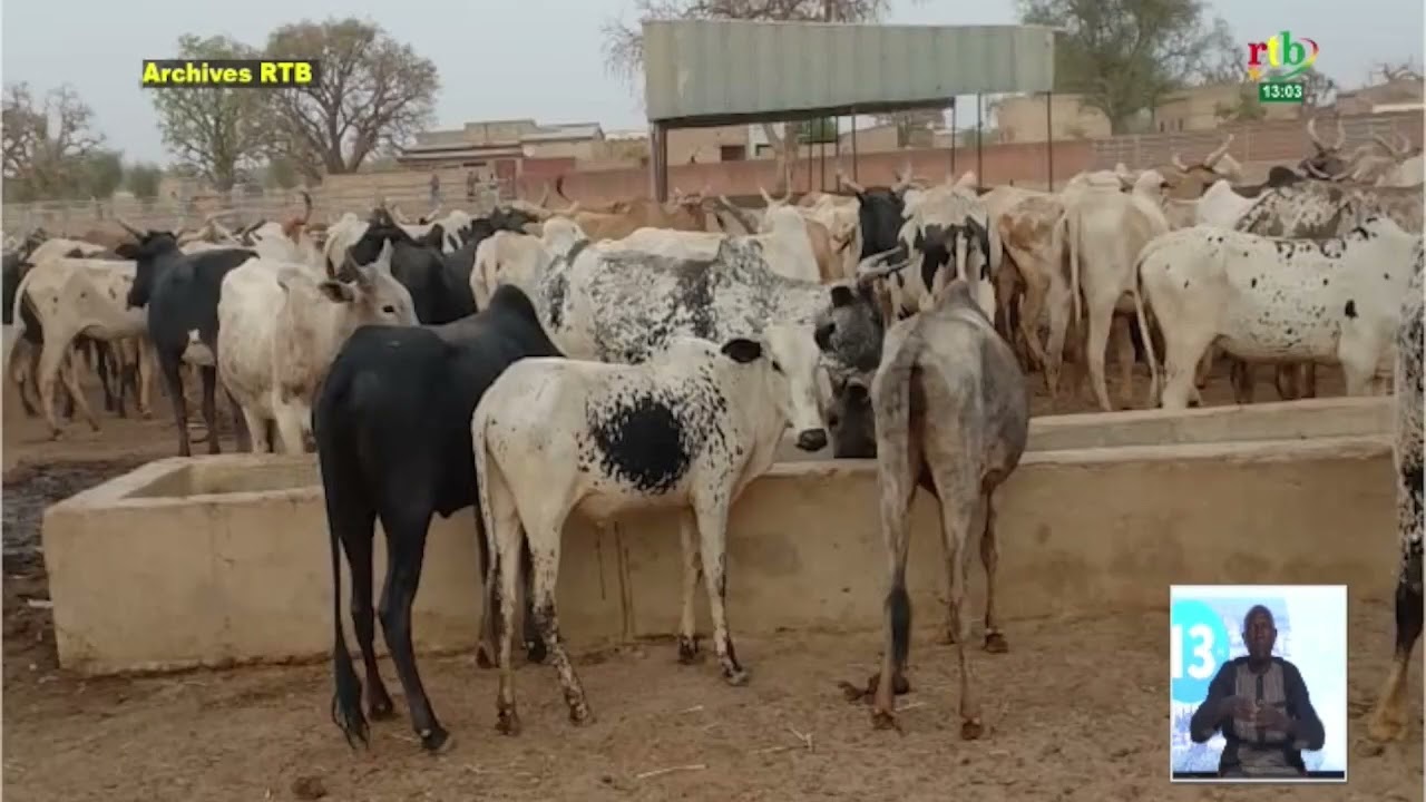 Les regrets de Mahamadi AOUGA, ancien receleur d’animaux volés par les groupes terroristes