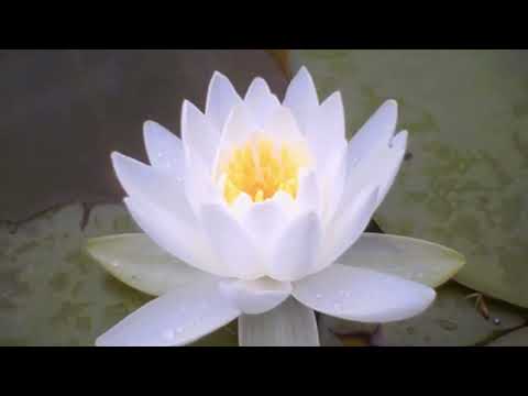 Gongo - Very very fast with 40 minutes Daimoku