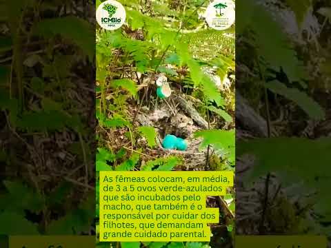 Macuco (filhotes) na Flona de São Francisco de Paula #fauna #wildlife #animals #birds #aves