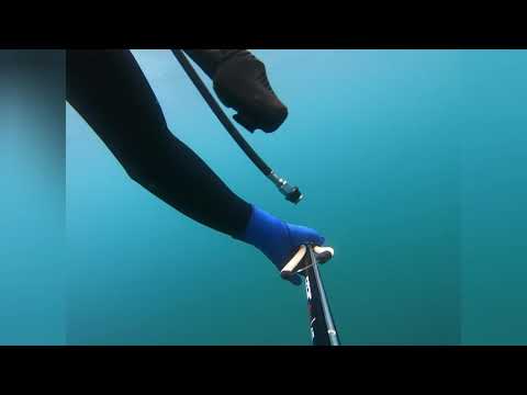 1,2KG AHVEN HARPPUUNALLA/ Spearfishing 1,2kg perch