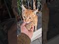 A Hungry Orange Cat Approaches Me And Asks For Food