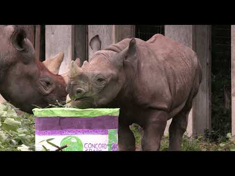 Black Rhino Ajani Joe  Celebrates 1st Birthday - Cincinnati Zoo