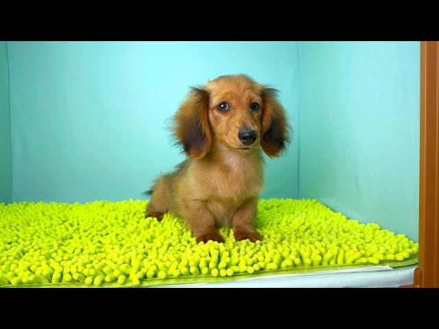 (子犬) 犬種：ダックスフンド・ミニチュア・ロング 女の子 ブリーダー マロニエケンネル　MARRONNIER KENNEL k3749の画像