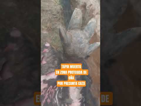 TAPIR MUERTO EN OÑA POR PRESUNTOS CAZADORES #AZUAY #ECUADOR