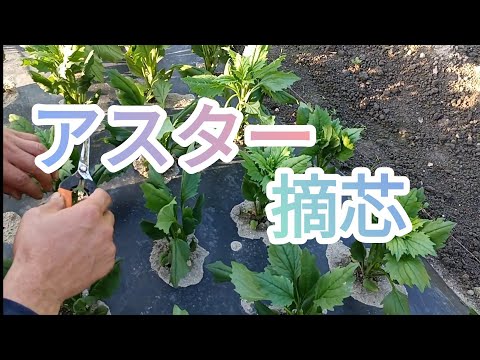 園芸 ふさふさしたアスター、ドワーフ アスター、ふさふさしたアスター