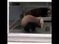 Red panda gets scared