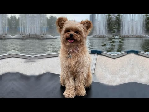 Pomapoo: The Mix Breed of Pomeranian & Poodle