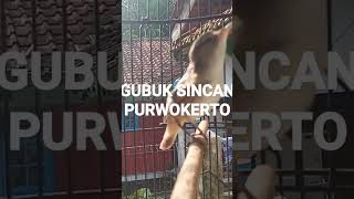 Download lagu Sincan (kerak basi alis hitam) gacor roll speed rapet mp3