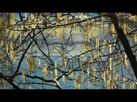 Progressive Rock Mix by ofenblase Volume 13