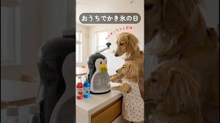 おうちでかき氷の日🍧🐶#AI犬#ダックスフンド#育児あるある#ダックスのココ#ほっこり