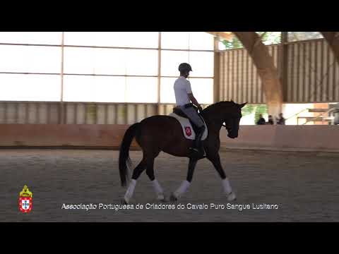 20/06/29 6 Lolita R - Projecto para Cavalos Lusitanos Jovens no Ensino