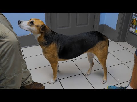 Episode 2.7 How to Fix a Dislocated Shoulder On a Dog By a Professional Vet