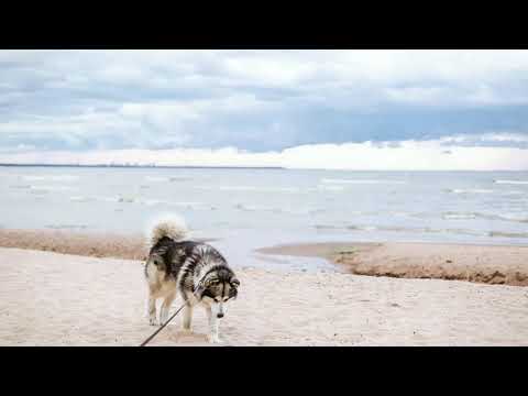 Cospe feat. Russell Vista - AAALRIGHT