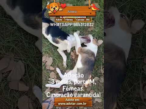 Vídeo de Amora ou Clarinha 5 meses (maio)