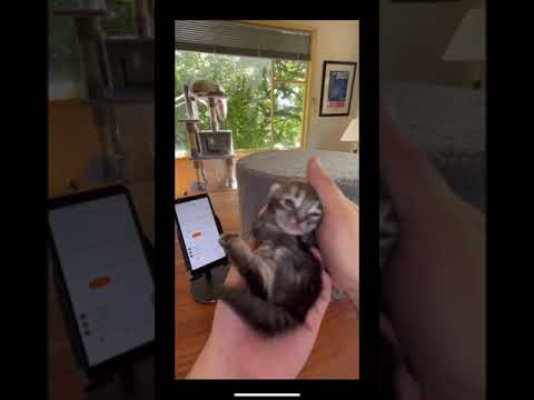 Translating a Kitten’s first words after her first time opening her eyes with the  MeowTalk app