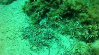 Esters video adventure dive