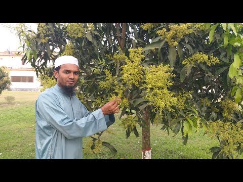 আমের মুকুল ও ফুল ঝরা প্রতিরোধ, শুটিমোল্ড রোগ ও পানি ট্রিটমেন্ট