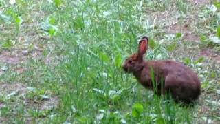 Gatineau Park, Mackenzy King Ruins - Brown Rabbit.MOV