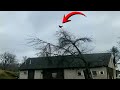 1 Hour Of Silence Occasionally Broken By Chicken SCREAMING On Tree