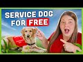 FREE Service Dogs 10 Agencies For Low Income Apply Now