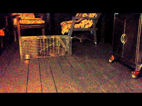 Raccoon 7-4-12 around 3 am hour