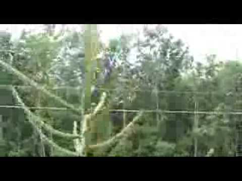 Pruning The Leader of a Spruce