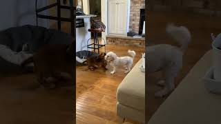 Video preview image #1 Cavachon Puppy For Sale in Sioux Falls, SD, USA