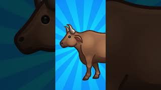 bull