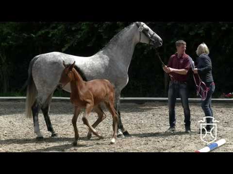 Holsteiner Fohlenchampionat 2016 - Dithmarschen - Siegerstutenring