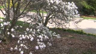 Magnolia Triangle (E.Marsalis) - Plamen Petrov