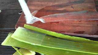 How to properly cut an Aloe Vera leaf