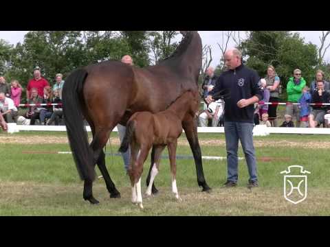 NF300 Hengstfohlen von Dinken - Talkative xx - Lorentin I